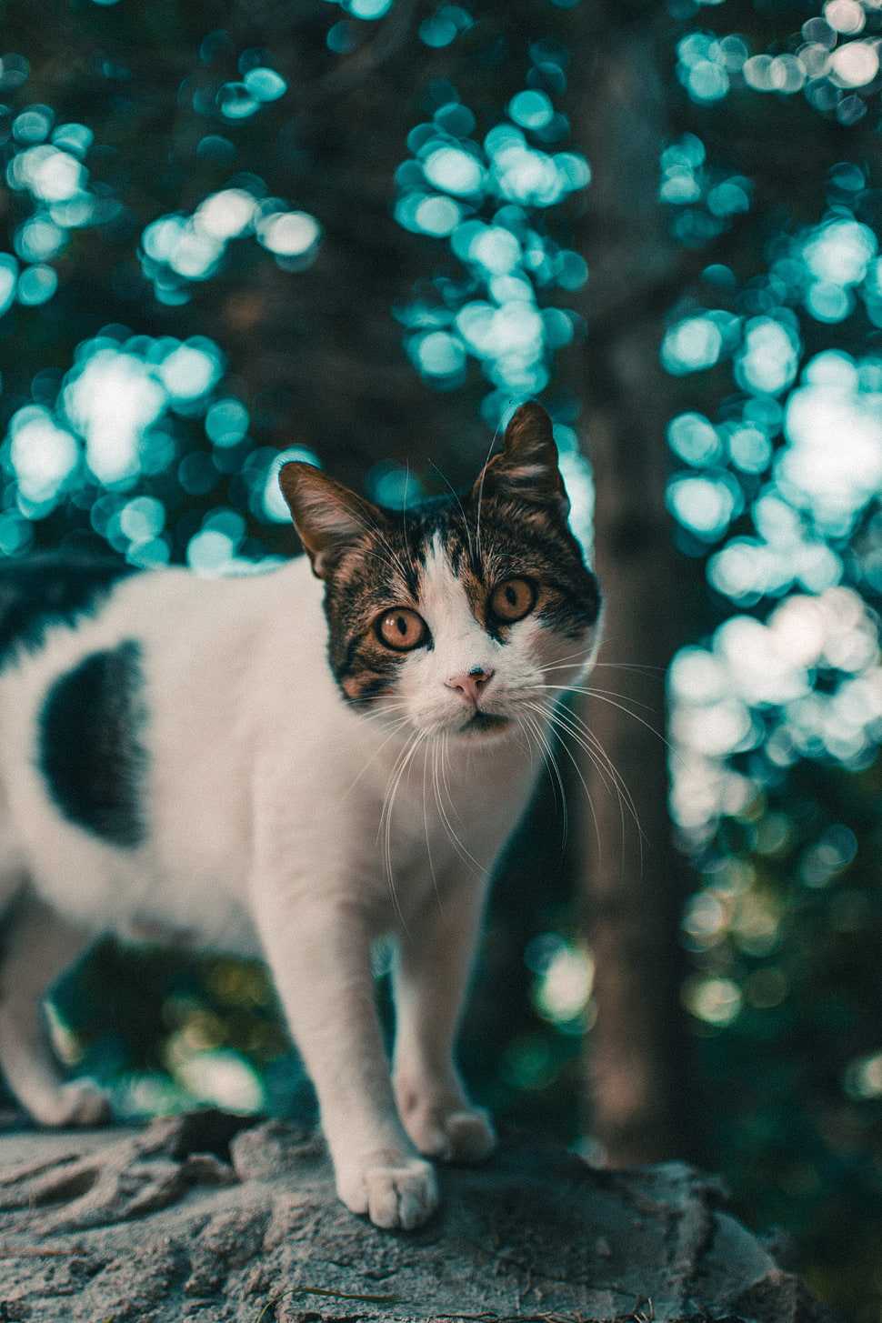 gray Tabby cat, Cat, Muzzle, Look HD wallpaper