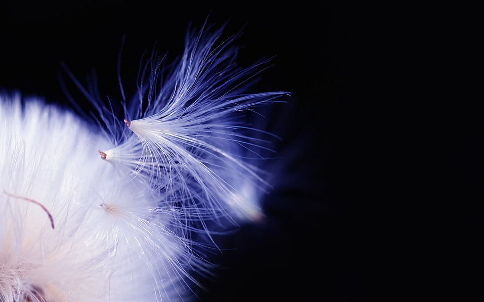 micro photography of white feather HD wallpaper