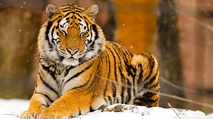 brown and black tiger plush toy, animals, tiger, snow, sleeping