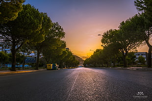 gray road between trees during dusk, trapani, sicily, italy