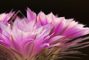 pink petaled flowers in bloom close-up photo