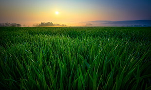 photo of grass field during golden hour HD wallpaper