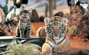 silver tabby cat showing its tongue besides the tiger photo