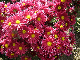 pink and yellow flowers HD wallpaper