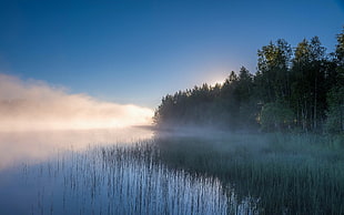 green trees and blue body of water, landscape, nature, lake, mist