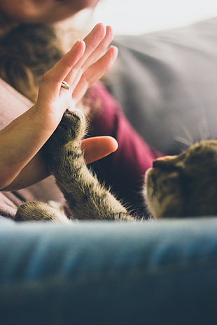 person touching hand with kitten