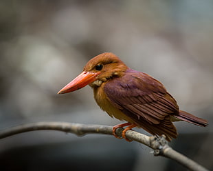 tilt lens photography of bird on tree branch, kingfisher