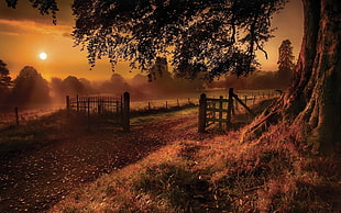 brown wooden fence during sunset