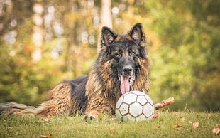 Belgian Tervuren lying on grass field with soccer ball