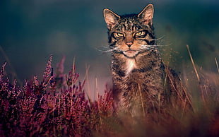 brown tabby cat, nature, cat HD wallpaper