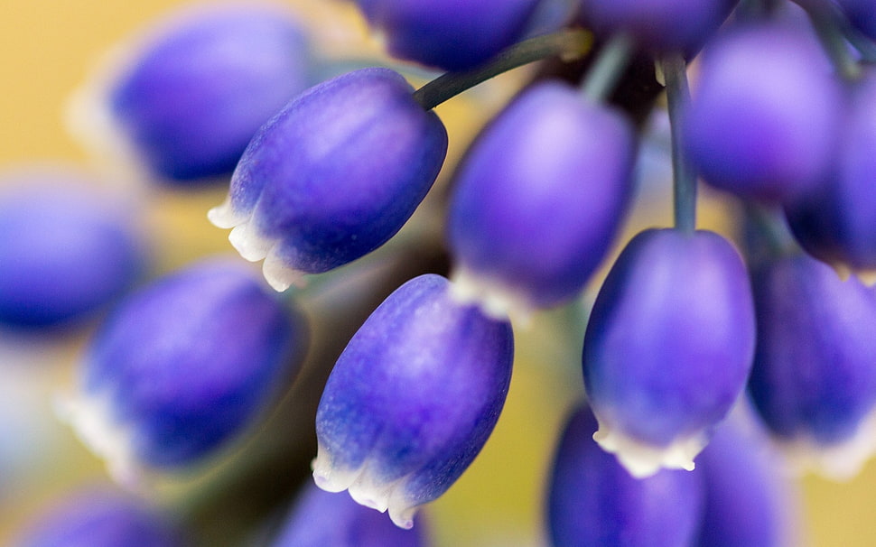 selective focus of purple flowers HD wallpaper