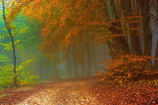 photo of brown leaf trees at daytime