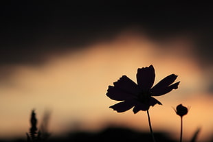 silhouette of petaled flower during nighttime