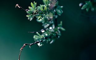 green leaves in tilt shift lens photography HD wallpaper