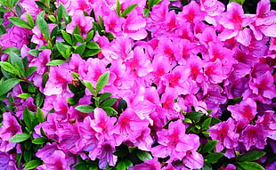 purple flower lot HD wallpaper