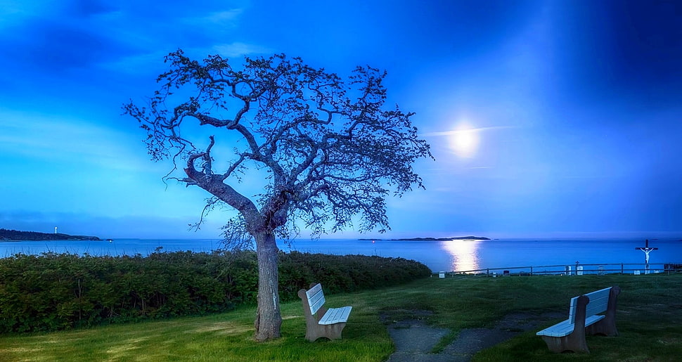 green leafed tree, Moon, trees, sea, bench HD wallpaper