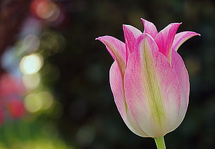 pink Tulip flower in closeup phot