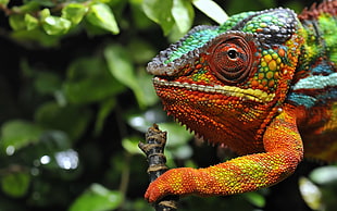 green, orange, and yellow reptile mammal photo HD wallpaper