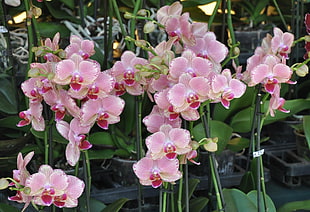pink petaled flower plant