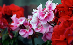 shallow focus photo of pink and white petaled flowers