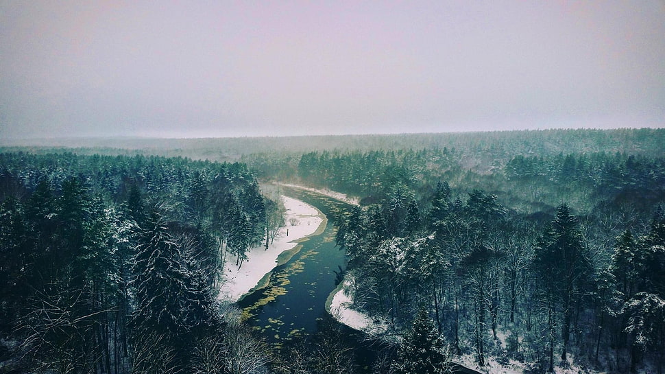 pine trees near river during daytime, river, snowdrops, landscape HD wallpaper