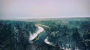 pine trees near river during daytime, river, snowdrops, landscape