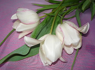 white tulip flowers HD wallpaper