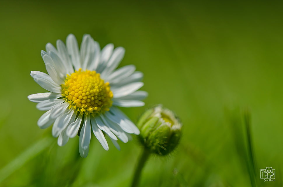 tilt shift photography of white Daisy flower HD wallpaper