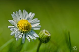 tilt shift photography of white Daisy flower