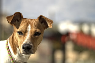 tan and white Jack Russel Terrier dog