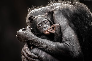 two black monkey hanging baby photography