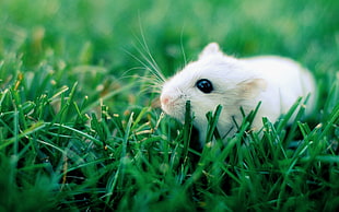 white lab rat on green grass