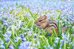 brown and gray Squirrel on blue petaled flower field during daytime