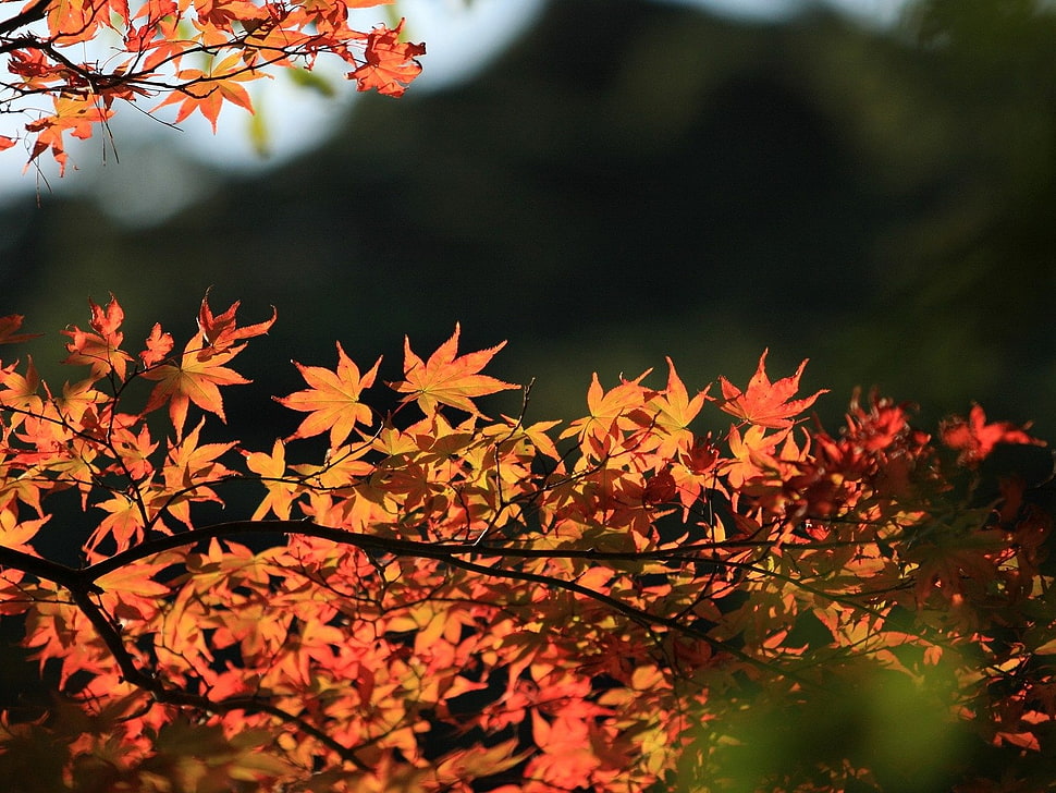 selective photo of orange maple leaf during daytime HD wallpaper