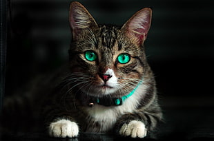 silver tabby cat, Cat, Green-eyed, Beautiful