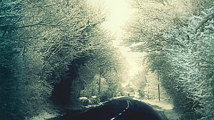 green trees, snow, winter, landscape, road HD wallpaper