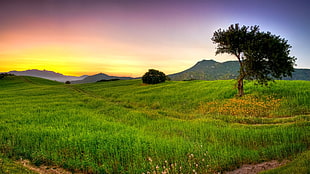 Sunset,  Summer,  Grass,  Sky HD wallpaper