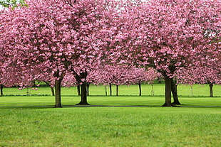 pink leafed trees, blossom, branch, cherry blossom, cherry trees