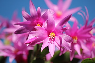 pink cluster flowers selective focus photography HD wallpaper