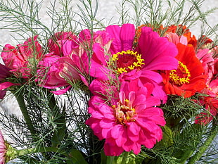 red and pink flowers