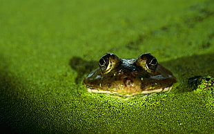 brown frog floats on water with green gras