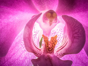 arial shot pink bird, orchid