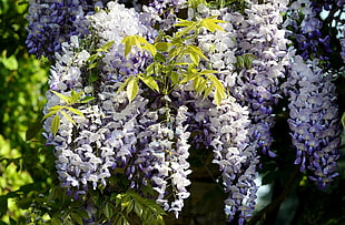 white-and-purple Wisteria flowers in bloom at daytime