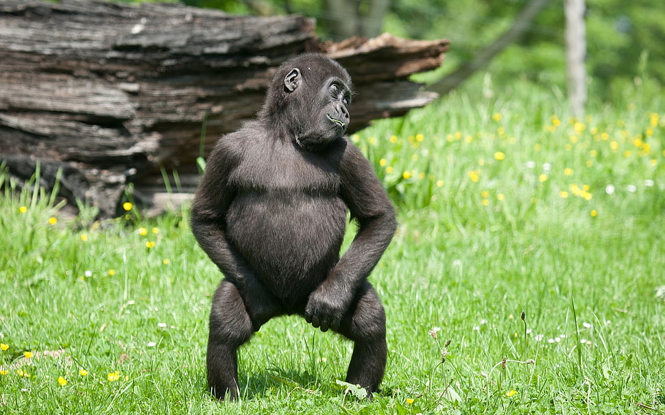 black monkey standing on green grass HD wallpaper
