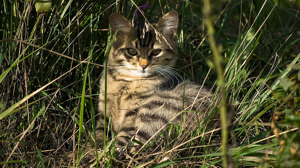 silver tabby cat HD wallpaper