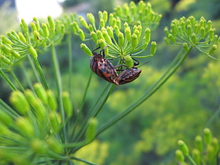 two orange-and-black stripe bugs on green clustered flower buds