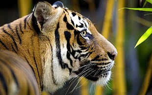 shallow focus photo of tiger HD wallpaper