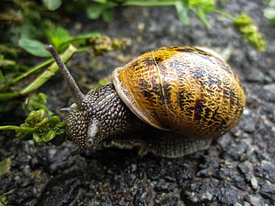 brown and black snail HD wallpaper