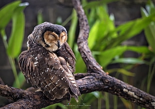 depth of field photography of sleeping owl on branch