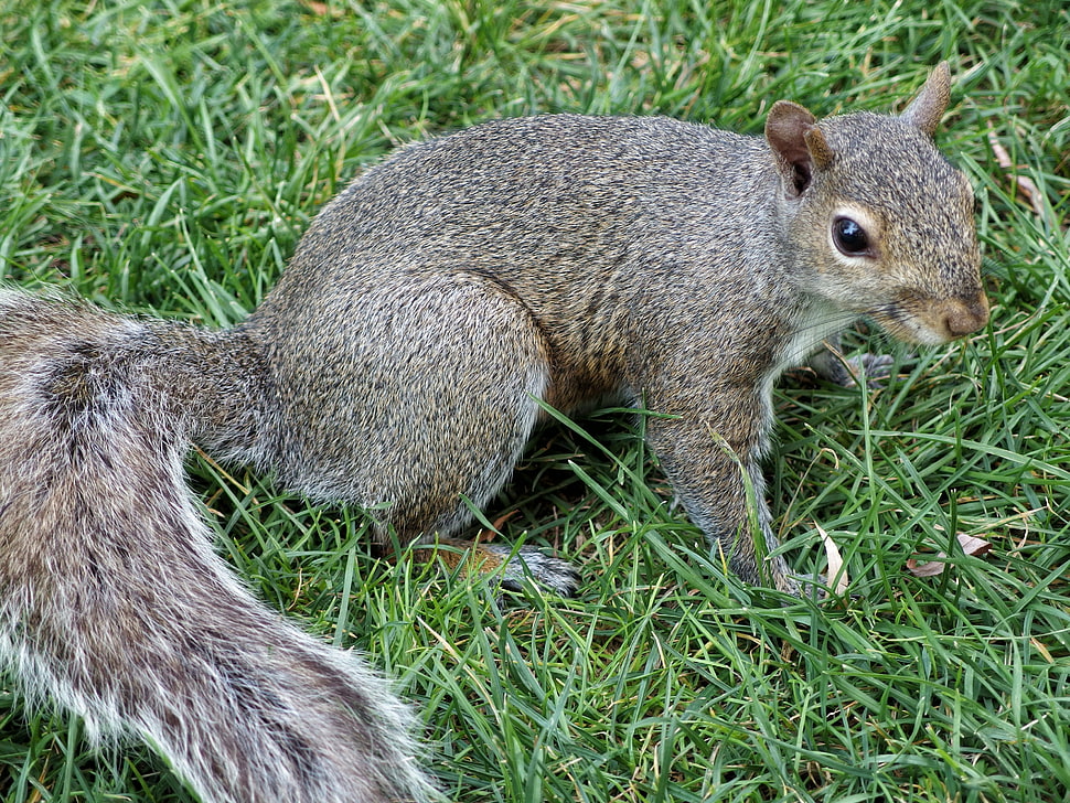 black and gray squirrel HD wallpaper